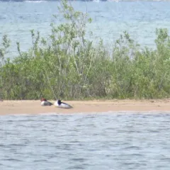 Common Merganser thumbnail 3