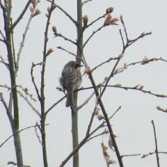 Kirtland's Warbler thumbnail 2