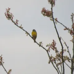 Nashville Warbler thumbnail 4