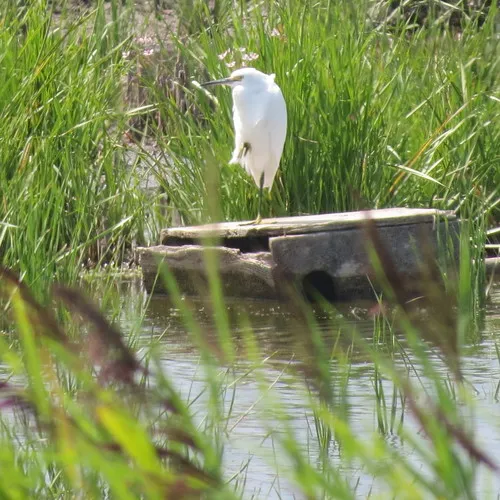 Snowy Egret