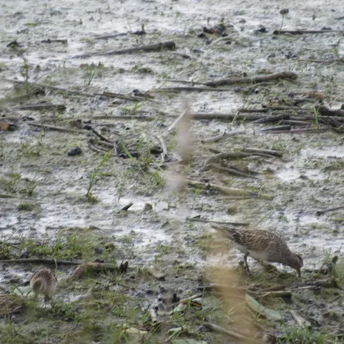 Pectoral Sandpiper