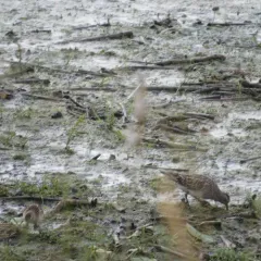 Pectoral Sandpiper thumbnail 1