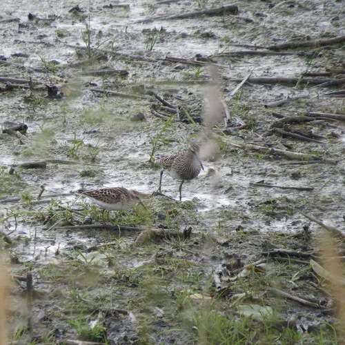 Least Sandpiper