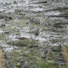 Least Sandpiper thumbnail 1