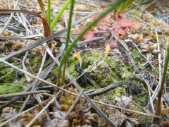 moss club thumbnail 1