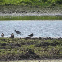 Greater Yellowlegs thumbnail 3
