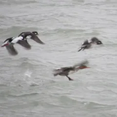 Red-breasted Merganser thumbnail 4