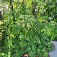 hogweed thumbnail 4