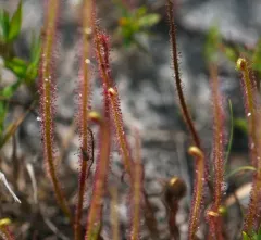 Thread-leaved Sundew thumbnail 2