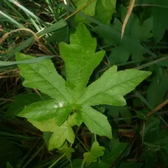 American sweetgum thumbnail 4