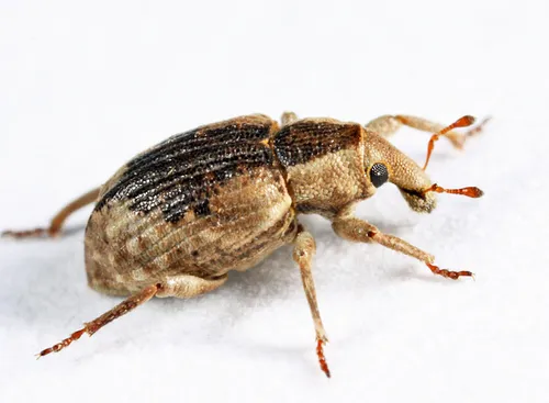 Rice Water Weevil