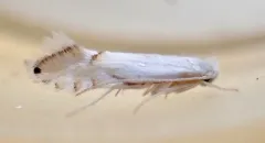 Phyllonorycter clemensella thumbnail 2