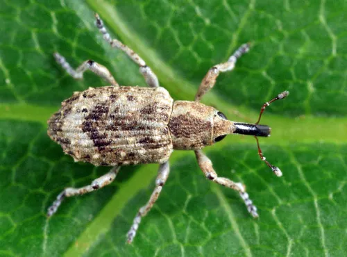 Onychylis longulus