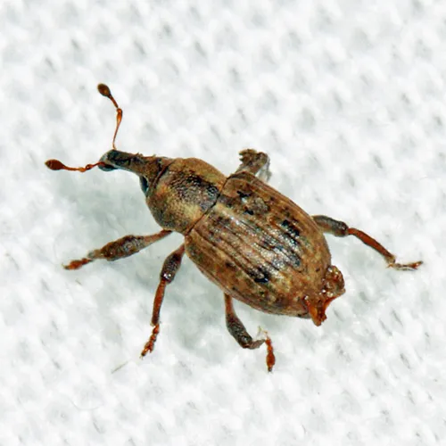 Onychylis nigrirostris