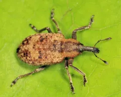 Dock Hyper Weevil thumbnail 1