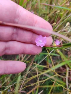 tenlobe false foxglove thumbnail 2