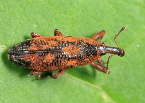 Lixus punctinasus