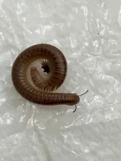 Sickle Tailed Millipede thumbnail 4