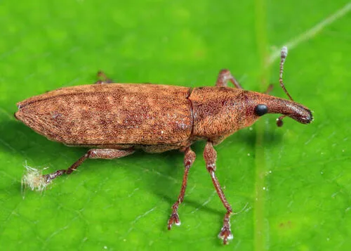 Lixus merula