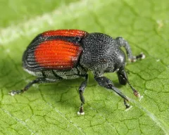 Laemosaccus nephele thumbnail 4