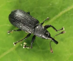 Magdalis hispoides thumbnail 1