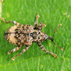 Hackberry Curculio thumbnail 2