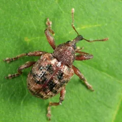 Conotrachelus geminatus thumbnail 3