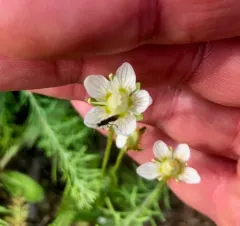 small-flowered grass-of-parnassus thumbnail 4
