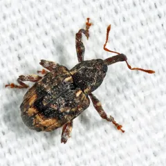 Pecan Shoot Curculio thumbnail 3