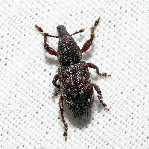 Pine Root Collar Weevil