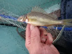 Ruffe thumbnail 1