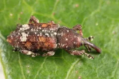 Deodar Weevil thumbnail 4