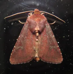 Maroonwing Moth thumbnail 2