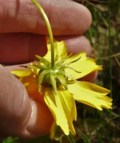 large-flowered tickseed thumbnail 4