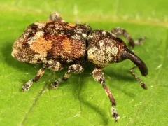 Pissodes similis thumbnail 2