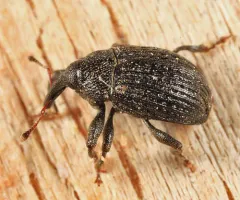 Rhyssomatus aequalis thumbnail 1