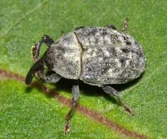 Rhyssomatus palmacollis thumbnail 4