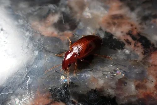 European Harp Ground Beetle