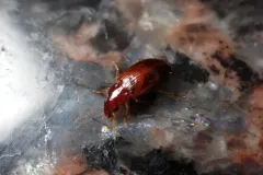 European Harp Ground Beetle thumbnail 1