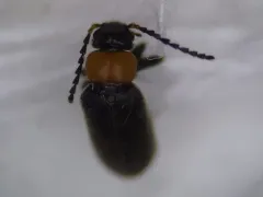 Pedilus canaliculatus thumbnail 2