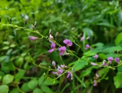 perplexed tick-trefoil thumbnail 3