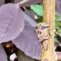 Virginia Creeper Treehopper thumbnail 4