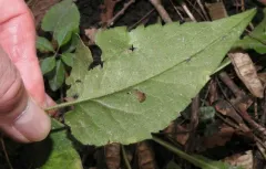 Ophiomyia quinta thumbnail 2