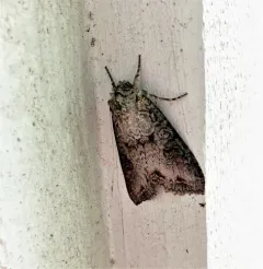 Purple Arches Moth thumbnail 4