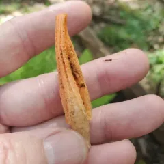 stinky squid thumbnail 3