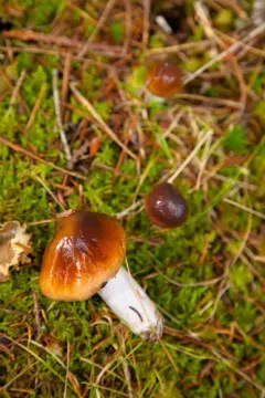 Hymenopellis sinapicolor thumbnail 2