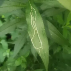 Ophiomyia maura thumbnail 4