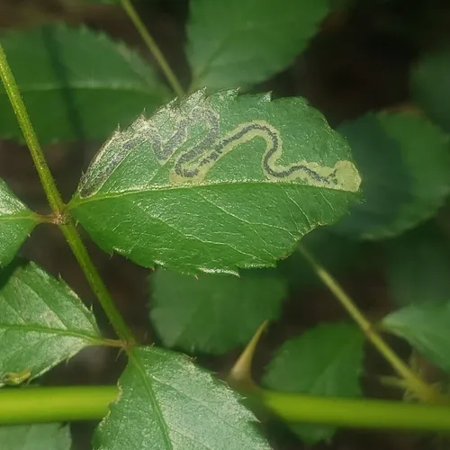 Stigmella rosaefoliella