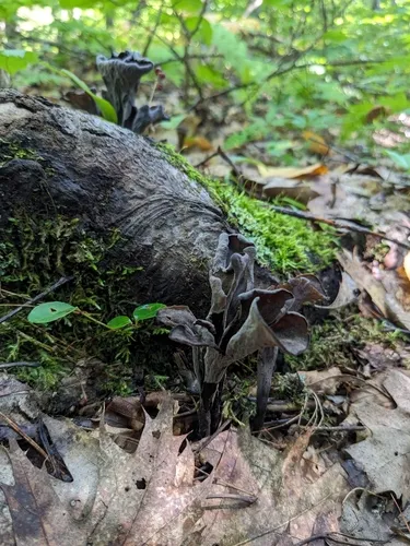 Horn-of-plenty
