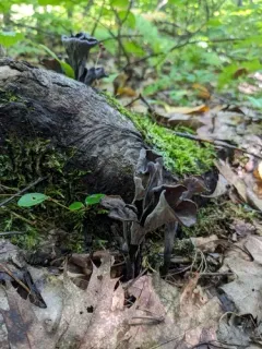 Horn-of-plenty thumbnail 1